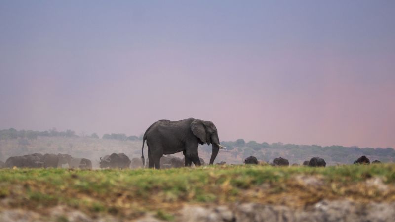 Ботсвана заплашва да изпрати 20 000 слона в Германия в спор за лов на трофеи