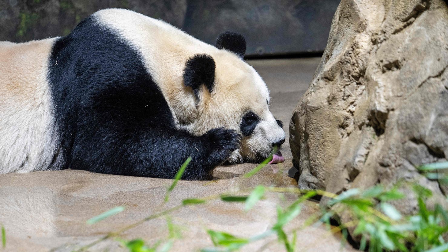The giant panda Mei Xiang licks up water while resting in its enclosure at the Smithsonian National Zoo in Washington, DC, on November 7, 2023.