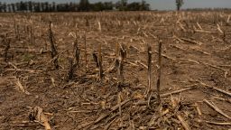 A drought-affected corn field in the town of Serodino, Santa Fe province, Argentina, on Thursday, Nov. 9, 2023. The agriculture industry portrays Argentina's election as existential: Its future is at stake, and with it the fate of South America's second-largest economy and its ability to compete against Brazil's farming boom. Photographer: Sebastian Lopez Brach/Bloomberg via Getty Images