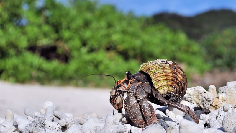 Thousands of hermit crabs seized after being found smuggled in suitcases Thousands of hermit crabs seized after being found smuggled in suitcases