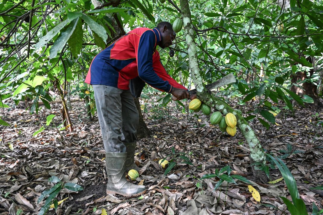 An agricultural worker harvests cocoa pods at a cocoa plantation in the village of Hermankono on November 14, 2023.