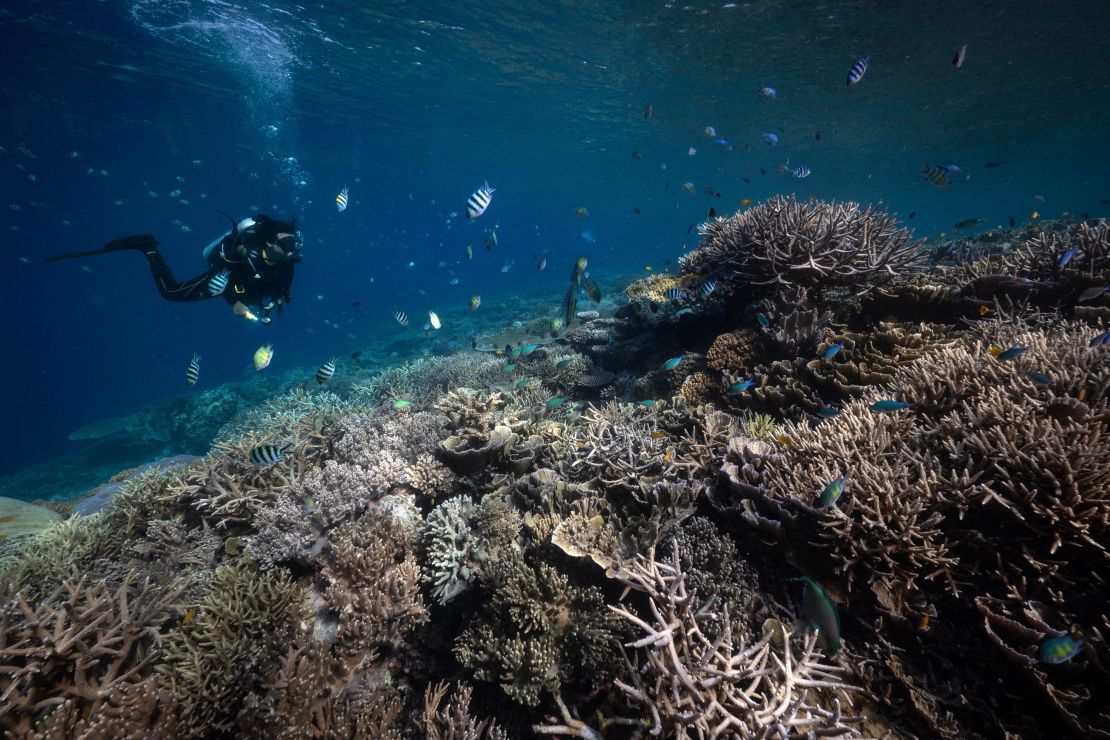 Divers swim past bleached corals in the waters of Raja Ampat Regency in east Indonesia's West Papua region on November 5, 2023.