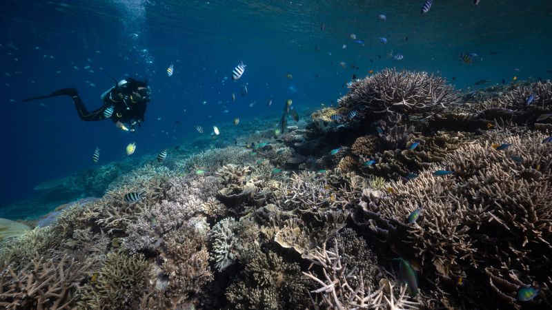 Noting ‘unprecedented’ coral bleaching and heat stress, NOAA expands coral reef alert system