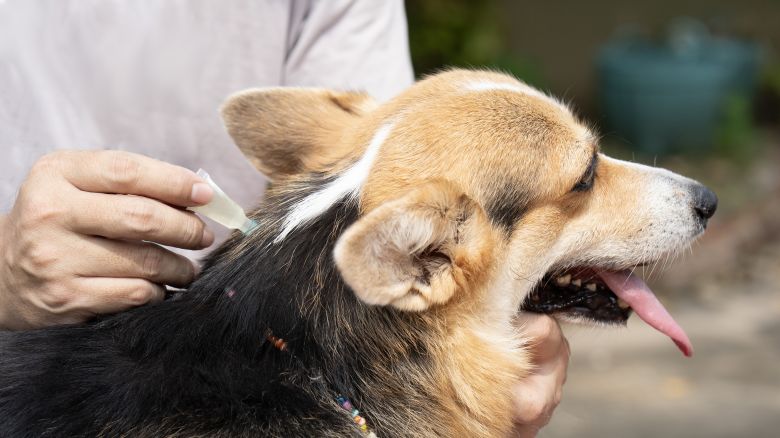 Close up a man applying tick and flea prevention treatment and medicine to the dog.