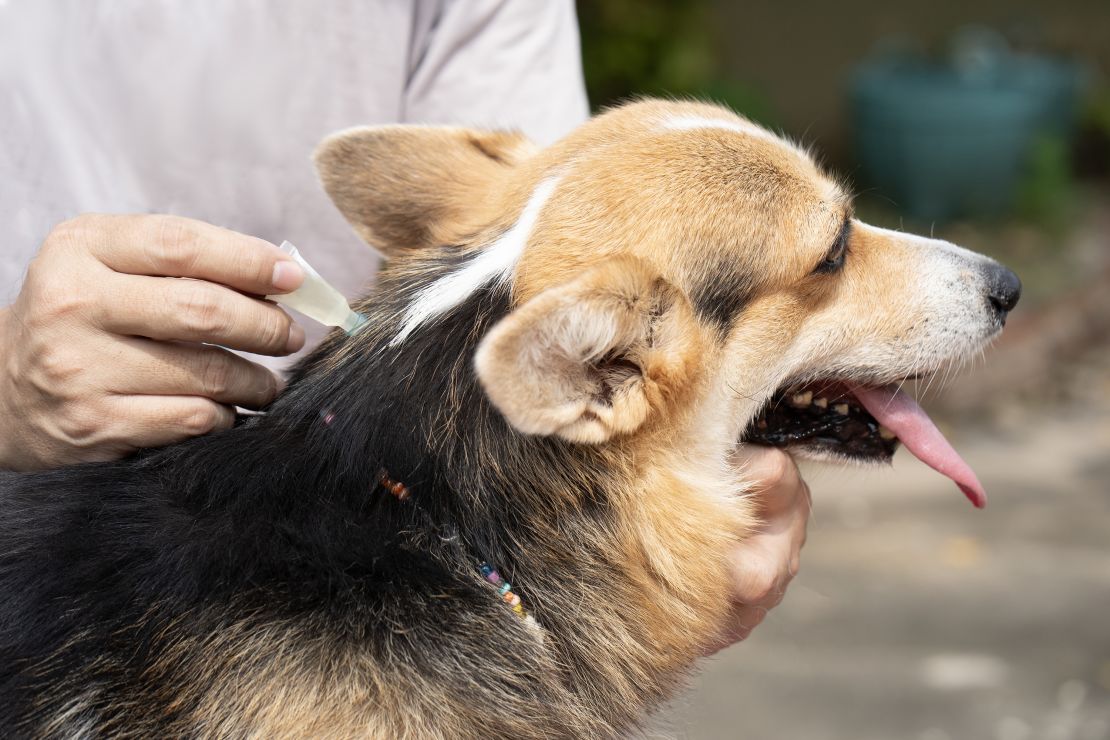 Some flea and tick treatments may contain  PFAS, according to state and federal records.