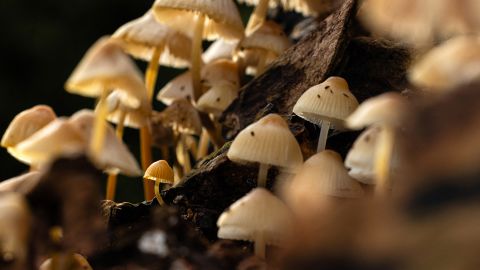 This photograph shows mushroom species commonly known as the common bonnet, the common mycena or the rosy-gill fairy helmet -Mycena galericulata- in St Philbert-sur-Risle, western France, on November 26, 2023. (Photo by JOEL SAGET / AFP) (Photo by JOEL SAGET/AFP via Getty Images)
