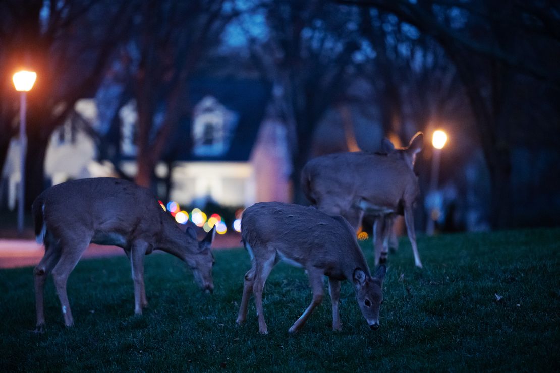 Deer graze in a front yard in Rockville, Maryland, on November 28, 2023. Dusk and November are a combo that particularly increases your chances of an encounter.