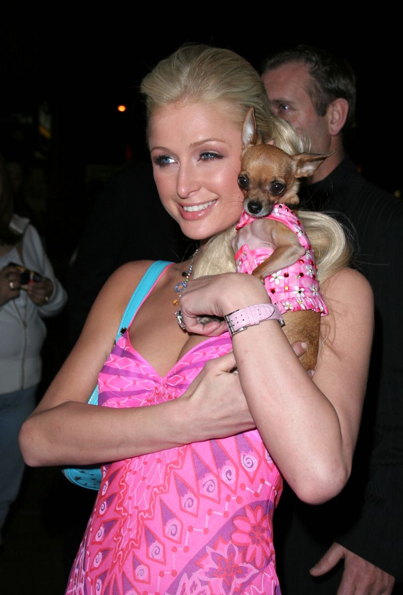Paris Hilton photographed with one of her chihuahuas at an SNL afterparty in 2005.