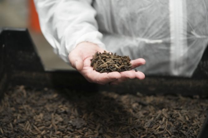 Insect farming is emerging as a new source of cultivated protein. The Enorm Biofactory, in Denmark, will produce 100 tons of soldier fly larvae per day for climate-friendly animal feed.