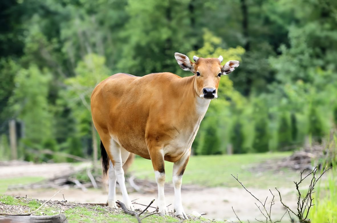 Banteng, a species of wild cattle, are <a href="https://www.iucnredlist.org/species/2888/270543638" target="_blank">critically endangered</a>, with population declines of more than 80% over the past two decades. This is primarily driven by illegal hunting for both its meat and horns, according to the <a href="https://www.iucnredlist.org/species/2888/270543638" target="_blank">IUCN</a>. In parts of Thailand’s Western Forest Complex, banteng populations <a href="https://www.sciencedirect.com/science/article/pii/S2351989424002166" target="_blank">doubled</a> between 2010 and 2021, which has been vital to supporting the tiger population.