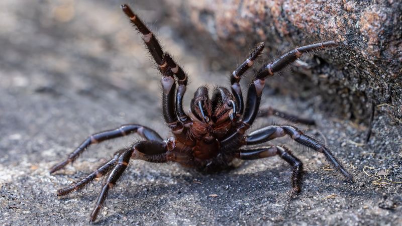 Australia’s Funnel-Web Spider Donations: A Life-Saving Initiative for Antivenom