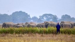 A man watches a herd of wild Asiatic elephants wander through a paddy field at a village in Nagaon district of Assam, India, on December 7, 2023.