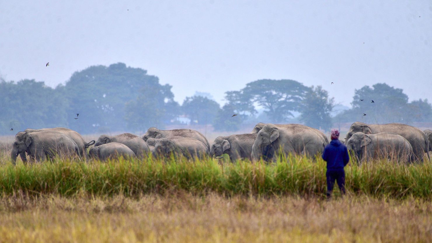 Herds of wild elephants are a common sight in the rural areas of Assam.