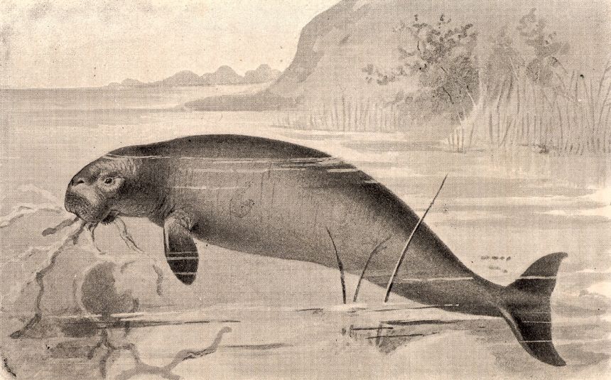 A 19th century artist's impression of Steller's Sea-Cow (Hydrodamalis gigas), an extinct aquatic mammal.
