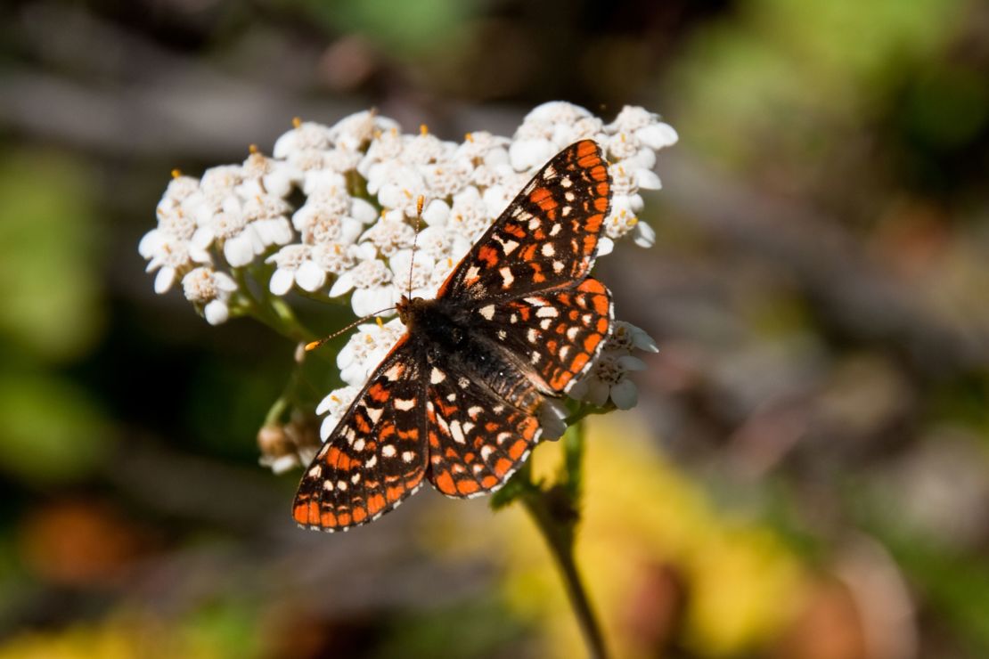 This Taylor's checkerspot is in imminent danger of extinction. The butterfly's decline followed the loss of native prairies in western Washington, Oregon and British Columbia.