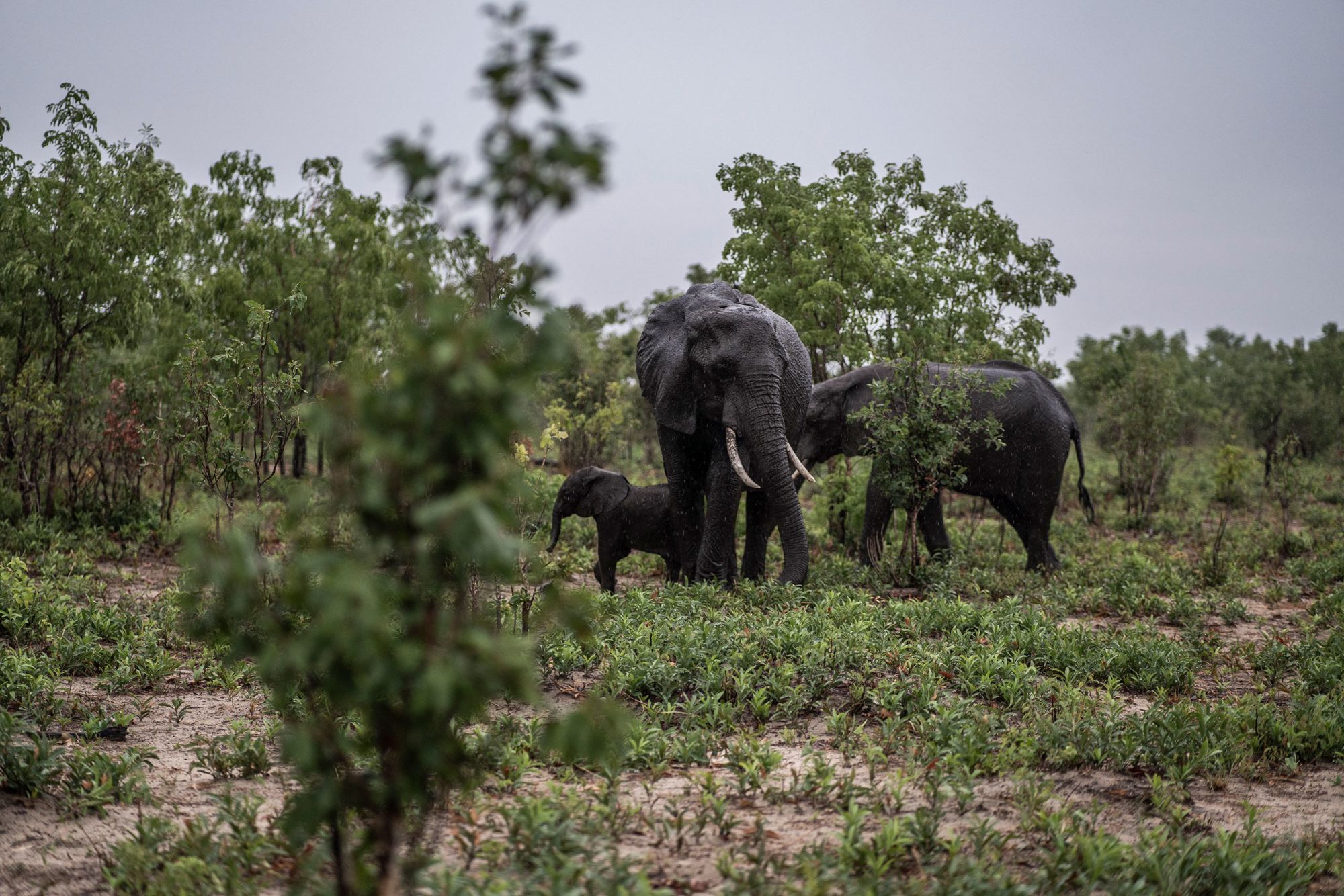 Elephants feed in Hwange National Park in northern Zimbabwe on December 16, 2023.