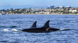 Orcas nadan frente a la costa de Newport Beach, California, en enero.