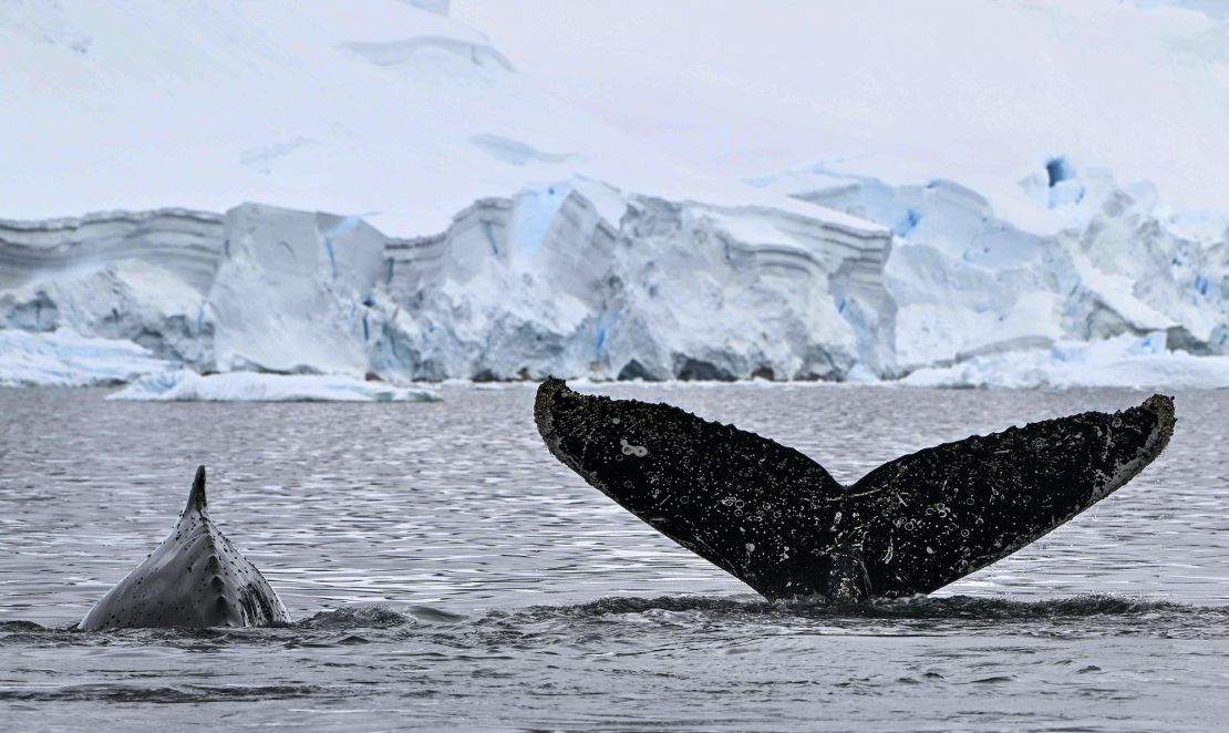 A pod of Humpback whales pictured at the Gerlache Strait in Antarctica on January 19, 2024.