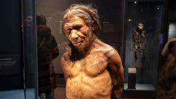 Neanderthal man at the human evolution exhibit at the Natural History Museum on 19th January 2024 in London, United Kingdom. The museum exhibits a vast range of specimens from various segments of natural history. The museum is home to life and earth science specimens comprising some 80 million items within five main collections: botany, entomology, mineralogy, paleontology and zoology. The museum is a centre of research specialising in taxonomy, identification and conservation. (photo by Mike Kemp/In Pictures via Getty Images)
