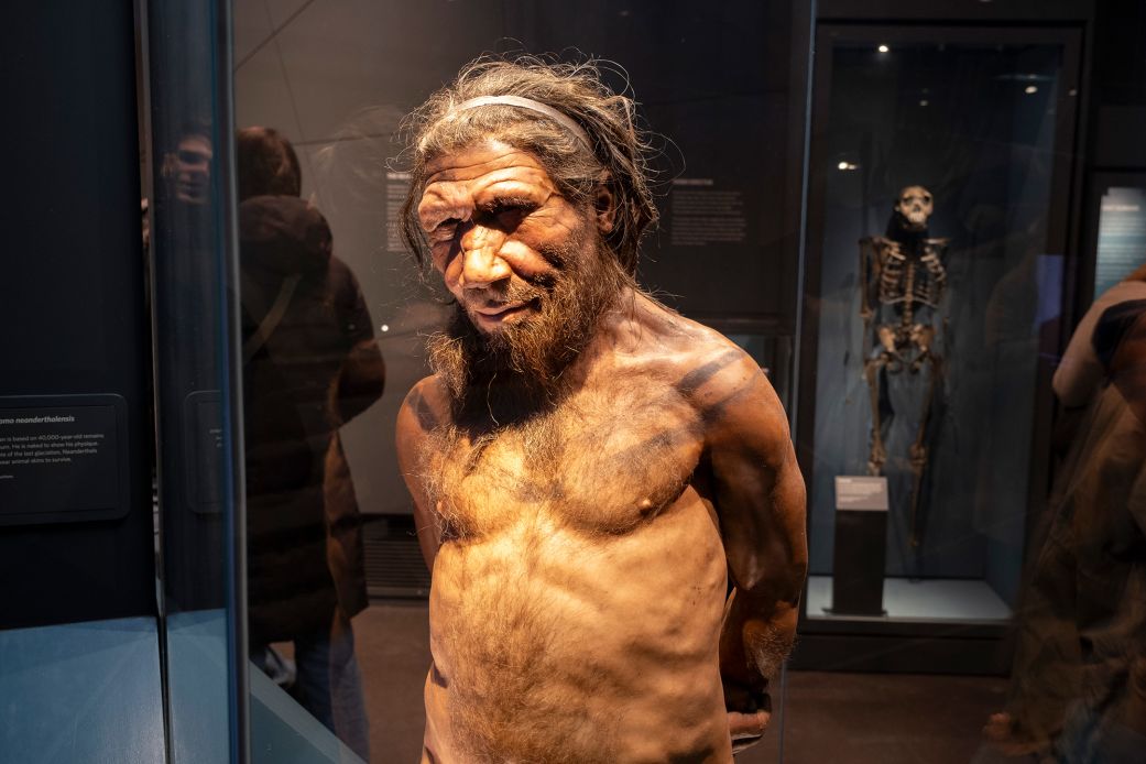 A Neanderthal man at a 2024 London exhibit. Modern humans genetically diverged from the lineage that produced Neanderthals and Denisovans about 600,000 years ago.