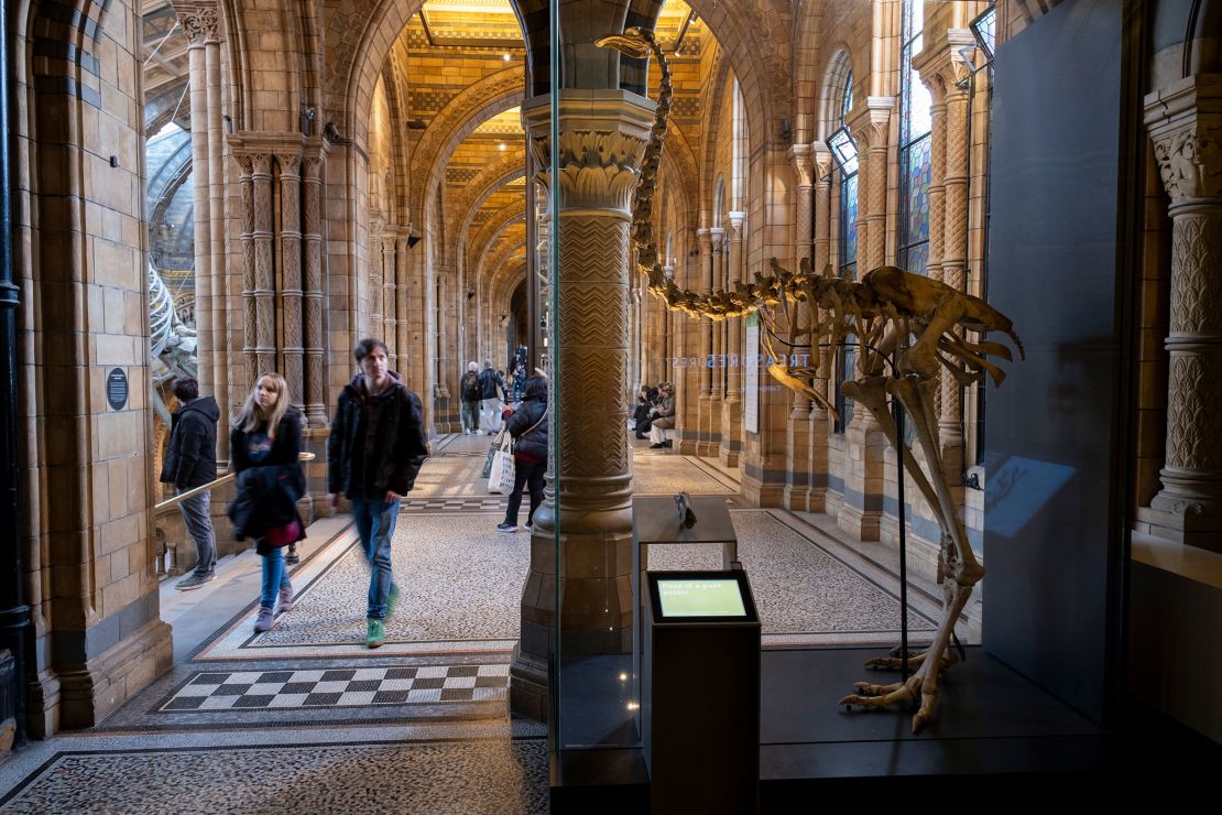 Massive, flightless chicken is subsequent goal for de-extinction corporate Colossal Biosciences | The Gentleman Report