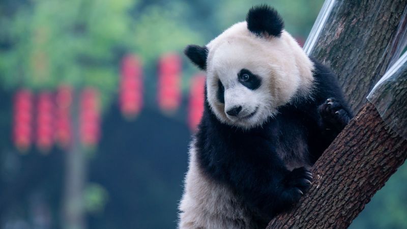 Китай ще изпрати гигантски панди да живеят в зоопарка в