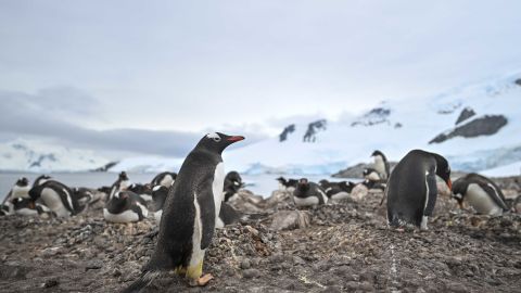 View of gentoo (Pygoscelis papua) penguins at the Paradise Bay in the Gerlache Strait -which separates the Palmer Archipelago from the Antarctic Peninsula, on January 20, 2024. Scientists and researchers from various countries are collaborating on projects during the X Antarctic Expedition aboard the Colombian research vessel 'ARC Simon Bolivar,' designed exclusively to develop scientific projects. These initiatives involve analyzing the current condition of the Antarctic sea, studying atmospheric pressure, and monitoring the species inhabiting this region of the planet. (Photo by Juan BARRETO / AFP) (Photo by JUAN BARRETO/AFP via Getty Images)