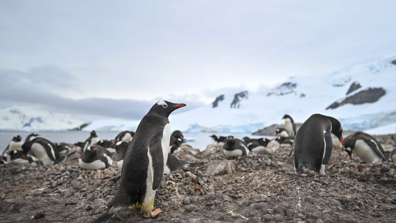 View of gentoo (Pygoscelis papua) penguins at the Paradise Bay in the Gerlache Strait -which separates the Palmer Archipelago from the Antarctic Peninsula, on January 20, 2024. Scientists and researchers from various countries are collaborating on projects during the X Antarctic Expedition aboard the Colombian research vessel 'ARC Simon Bolivar,' designed exclusively to develop scientific projects. These initiatives involve analyzing the current condition of the Antarctic sea, studying atmospheric pressure, and monitoring the species inhabiting this region of the planet. (Photo by Juan BARRETO / AFP) (Photo by JUAN BARRETO/AFP via Getty Images)