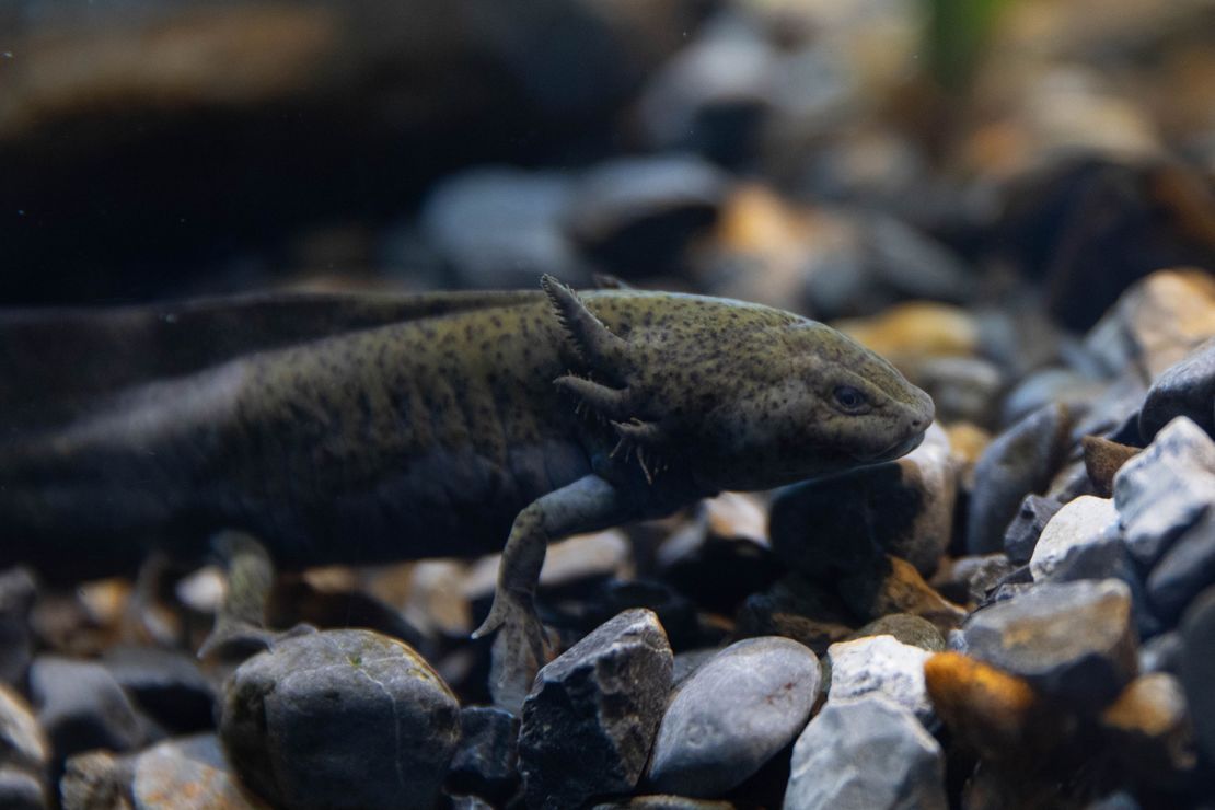 An axolotl swims around a tank at the Axolotl Museum and Amphibians Conservation Centre in Mexico City in February. The species is considered critically endangered.