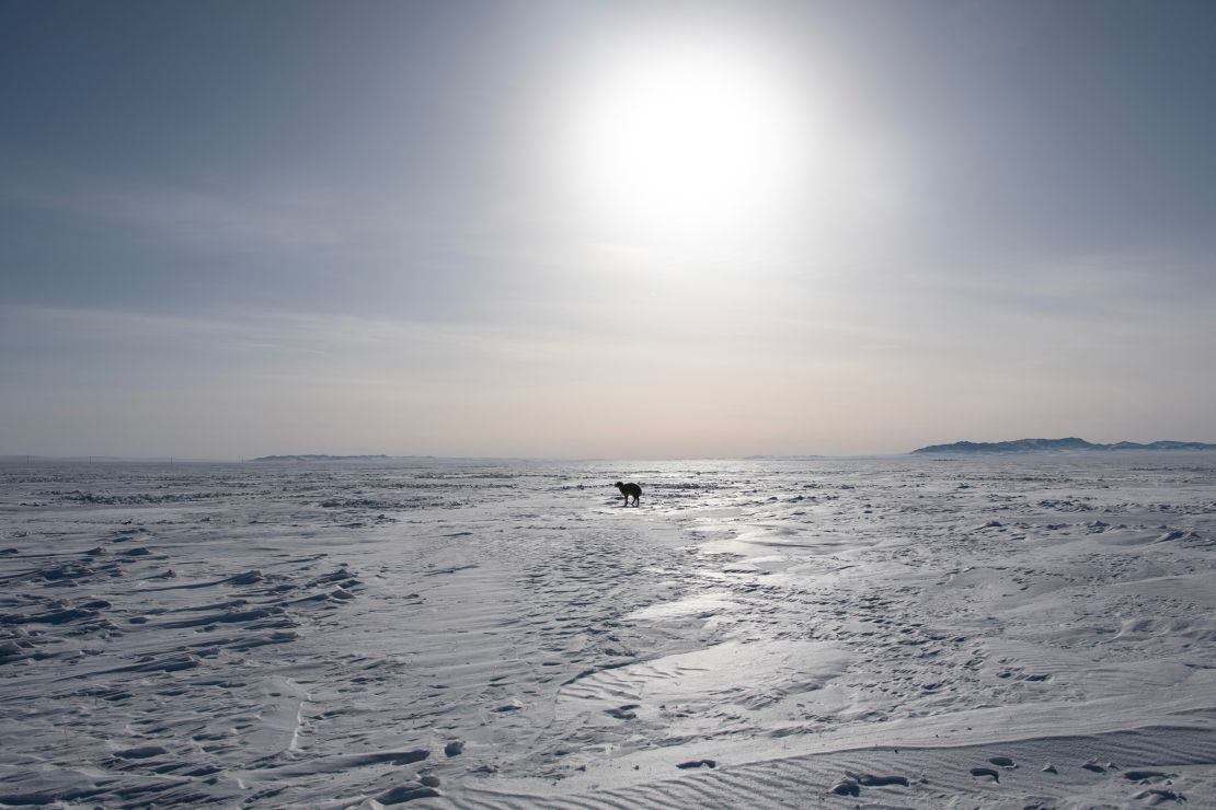 A sheep stands in a field amid extremely cold weather in Bayanmunkh, in Mongolia's Khentii Province on February 22, 2024.