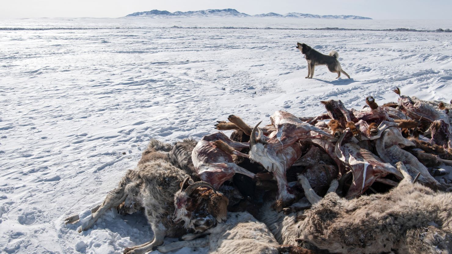 A dog howls next to dead sheep and goats amid extremely cold weather conditions in Bayanmunkh, in Mongolia's Khentii Province on February 22, 2024.