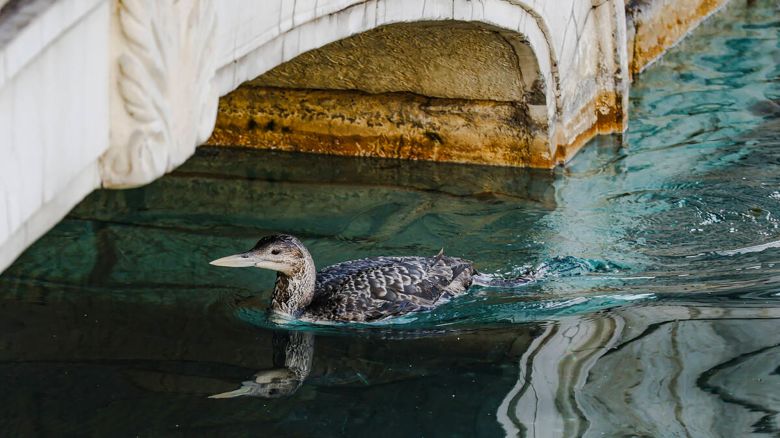 The unusual sighting of a yellow-billed loon, a migratory bird that normally makes its home in the Arctic and along the Pacific, in Lake Bellagio on the Strip in Las Vegas on Tuesday, March 5, 2024. (Rachel Aston/Las Vegas Review-Journal/Tribune News Service via Getty Images)