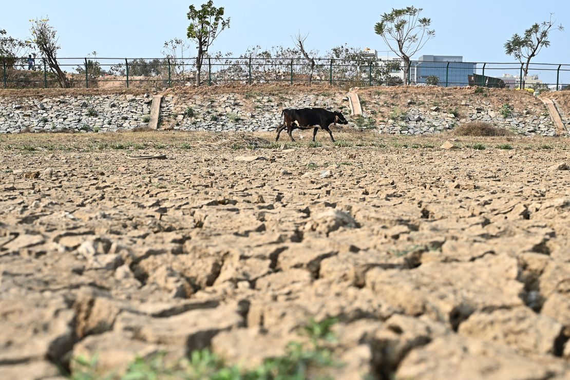 A cow walks across the arid Nallurahalli lake at Whitefield in Bengaluru on March 10, 2024.