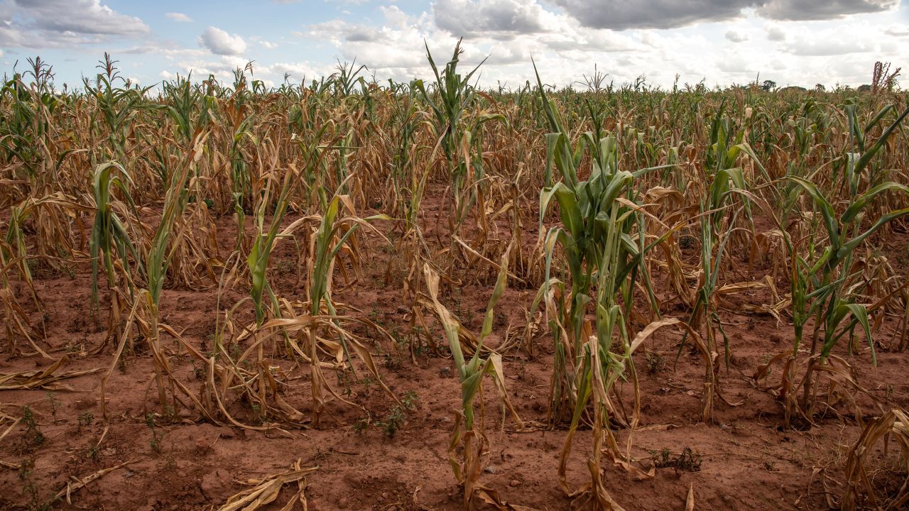 A field of failed corn crops due to drought at a farm in Glendale, Zimbabwe, on Monday, March 11, 2024. A swathe of southern Africa about the size of France suffered the driest February in decades, killing crops and precipitating a power shortage that threatens to hit copper mines in a key producing region. Photographer: Cynthia R Matonhodze/Bloomberg via Getty Images
