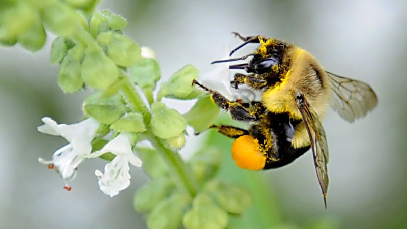 Някои земни пчели могат да оцелеят под вода до една седмица, показва ново проучване