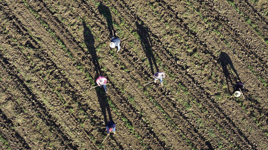 Farmworkers on a field in March near the US-Mexico border in Calexico, California. Undocumented workers make up an estimated 40% of farmworkers in the United States.