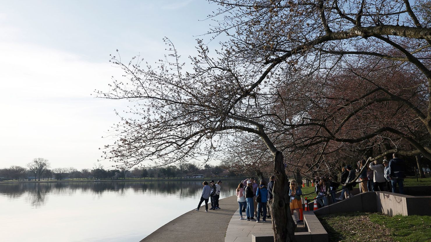 A student tour group walks past the cherry blossom trees on the Tidal Basin on March 14, 2024, in Washington, DC. The National Park Service announced this week that it will begin to remove some cherry blossom trees around the Tidal Basin and West Potomac Park in order to construct a sea wall to guard against flooding.