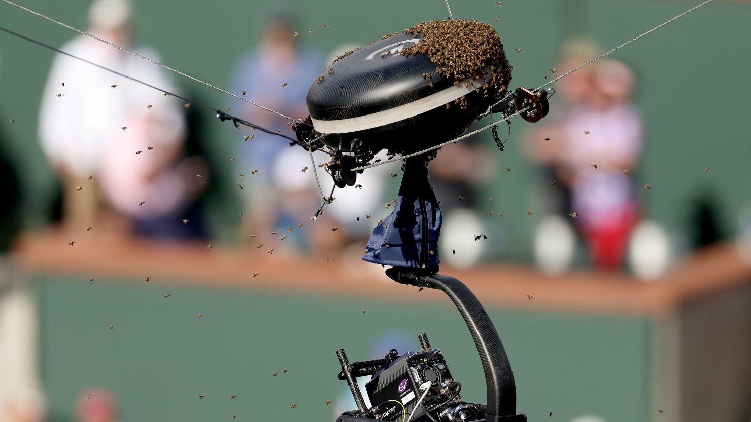 A swarm of bees caused a lengthy delay to a quarterfinal match at this year's Indian Wells.
