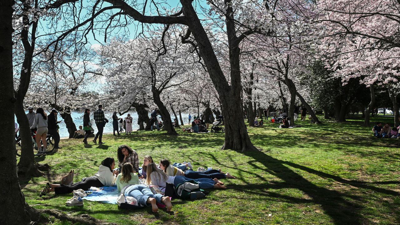 People gather under blooming Cherry trees near the tidal basin in Washington, DC, on March 17.