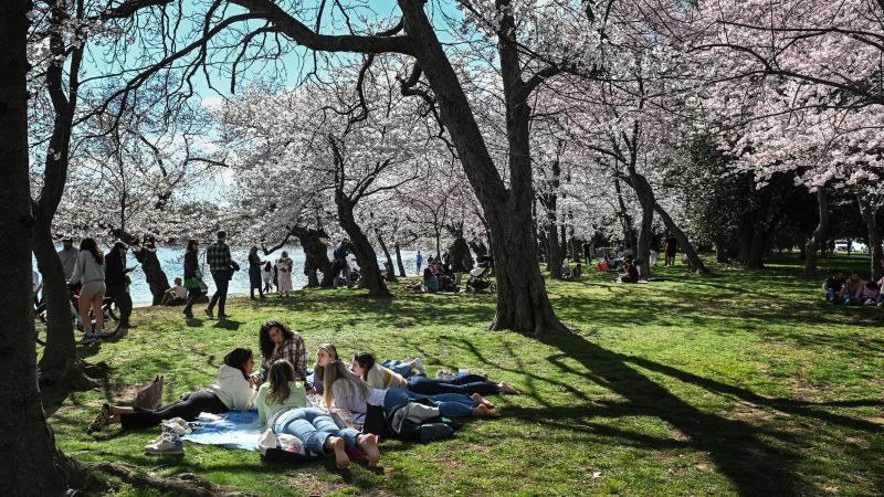 „Върхов цъфтеж!“: Черешовите цветове отварят рано в окръг Колумбия, обявява парковата служба
