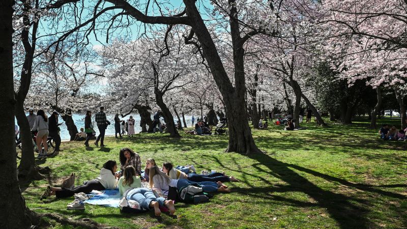‘Peak bloom! Peak bloom!’ Cherry blossoms open early in Washington DC, NPS announces | CNN