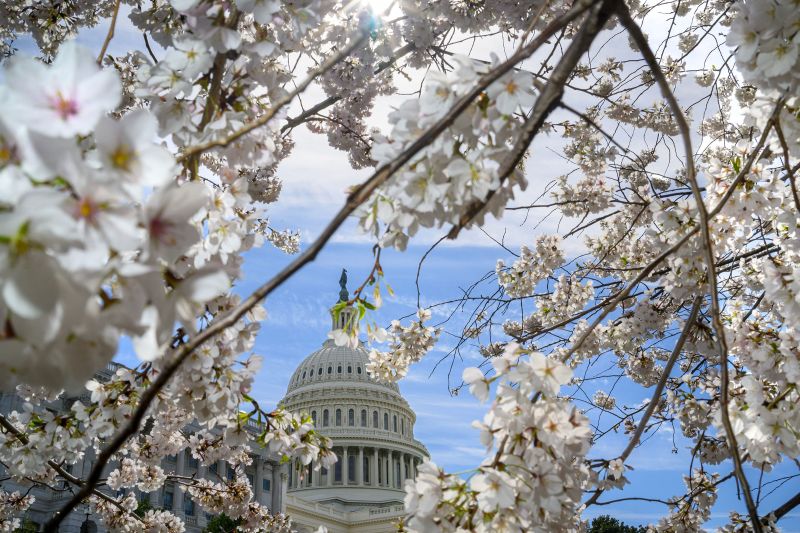 Cherry blossoms are seen in front of the US Capitol in Washington, DC, on March 18.