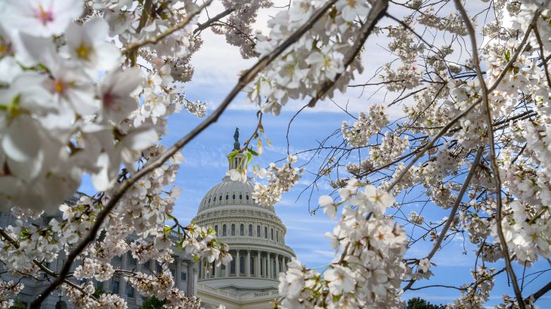 Cherry blossoms are seen in front of the US Capitol in Washington, DC, on March 18.