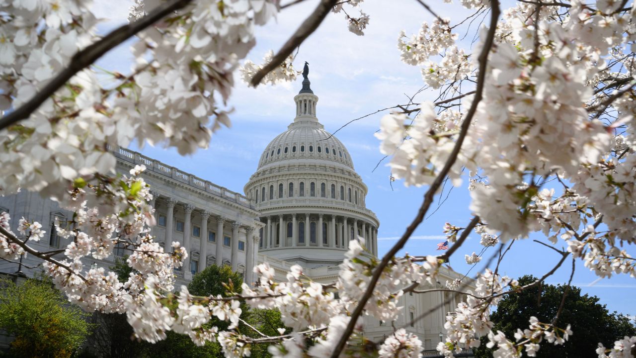 Cherry blossoms are seen in front of the US Capitol in Washington, DC, on March 18, 2024. (Photo by Mandel NGAN / AFP) (Photo by MANDEL NGAN/AFP via Getty Images)
