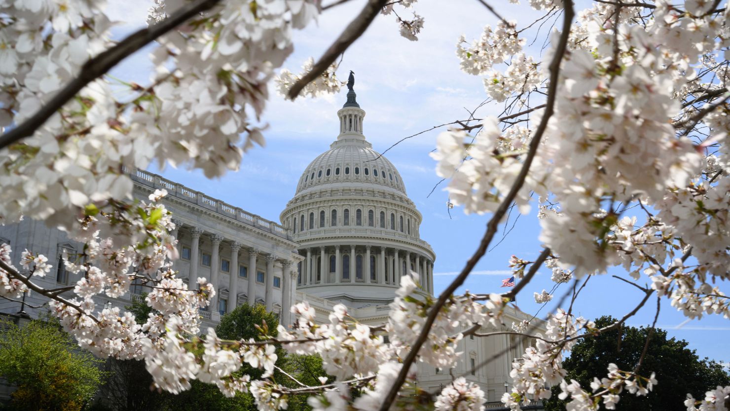 Cherry blossoms are seen in front of the US Capitol in Washington on March 18, 2024.