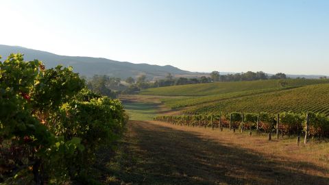 A vineyard in Australia's Yarra Valley.