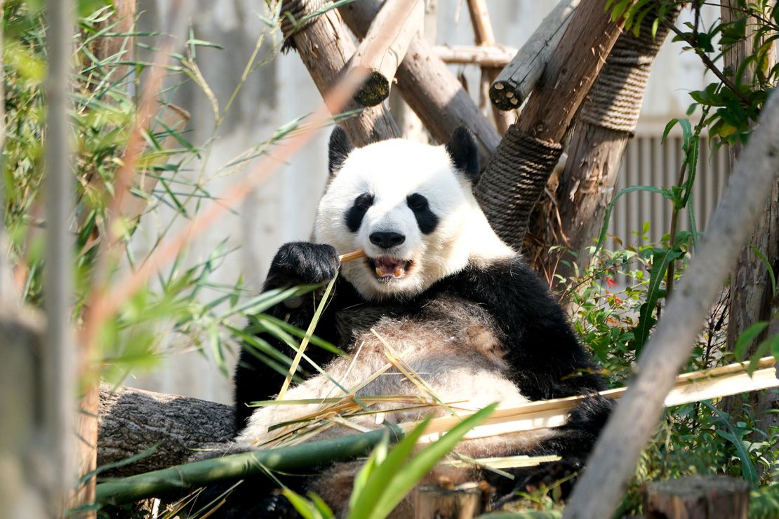 A panda basks in the sun at the Chengdu Research Base of Giant Panda Breeding.