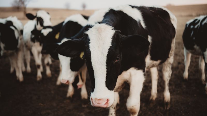 featured image thumbnail for post US government to begin expanded testing of milk supply to better track the spread of bird flu