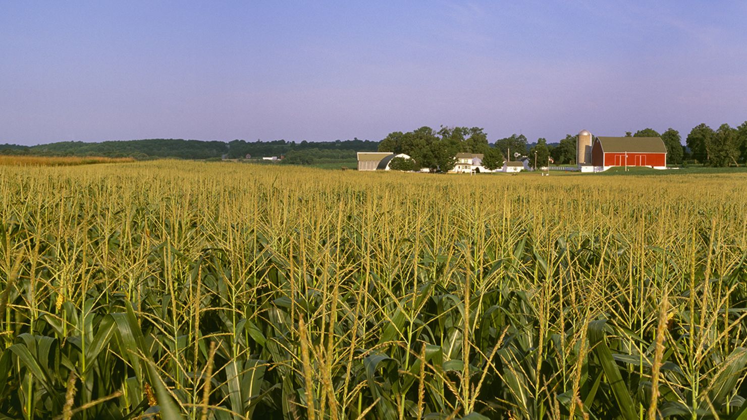 A corn field in late afternoon light, with a farmstead in the background, near Ellsworth, Wisconsin.
