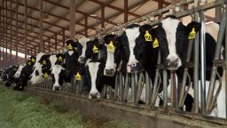 牲畜 - 好奇的荷斯坦奶牛在美国加利福尼亚州圣华金谷的一家大型加利福尼亚奶牛场的散栏谷仓中以青贮饲料为食。（摄影：Ed Young /Design Pics Editorial/Universal Images Group via Getty Images）